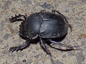 Scarab Beetle - Scarabaeus sp © John Muddeman